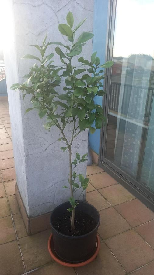 Atico 2 Terrazas Lemasalud Apartment Ares Bagian luar foto
